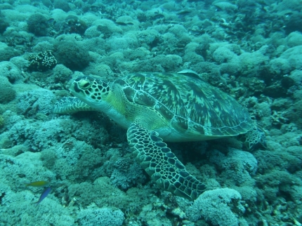 gilit (09)